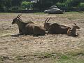 Zoo Cottbus 145
